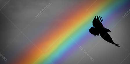 Noah rainbow and raven