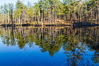 Southern Pine Tree Forest Reflection