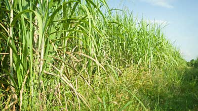 Sugarcane fields. Thailand, Sukhothai
