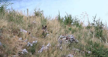 Wolves wild animals in nature