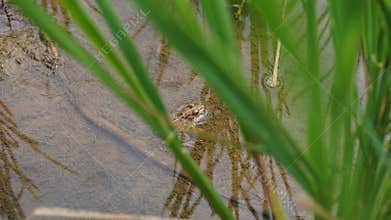 a frog photographed from above
