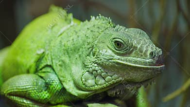 Green iguana, large arboreal herbivorous lizard species. Iguana on the tree branch. Closeup