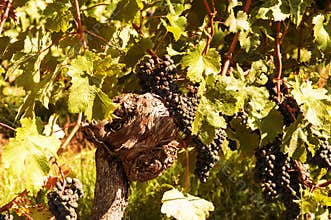 Grape harvest