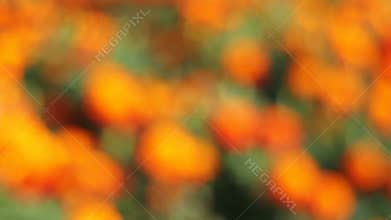 Golden Clusters of Blooming Marigold Plants in Garden