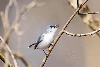 Blue-Gray Gnatcatcher Eating A Moth