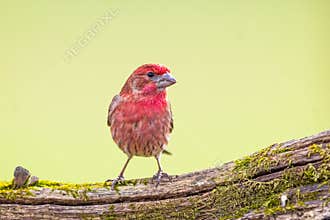 A Pink House Finch Perched On A Branch