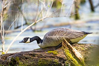 A Canada Goose Sitting On A Log