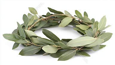 Fresh Bay Leaf Branches Forming A Laurel Wreath On White Background With Clipping Path