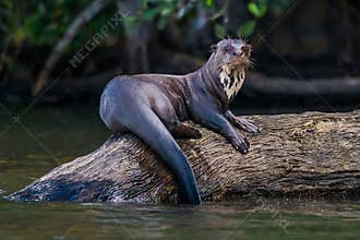 Giant otter standing on log in the peruvian Amazon jungle