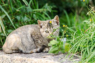 Cautious kitten (Small Cat)
