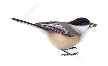 Black-capped Chickadee Isolated