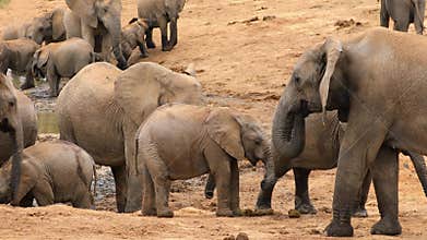 African elephant herd at a waterhole, Addo Elephant National Park, South Africa