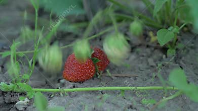 Carefully handpicking ripe, succulent strawberries from our organic garden