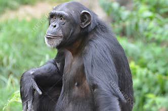 Young female chimp