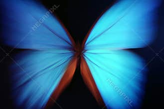 Blue butterfly abstract with zoom