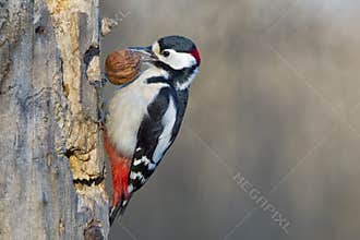 Male Red woodpecker