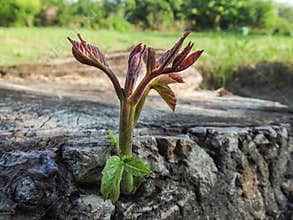 New Life Sprouting from Tree Stump – Symbol of Renewal and Growth