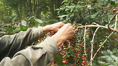 Picking coffee beans