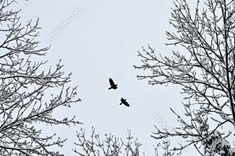 Winter birds