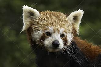 Red Panda