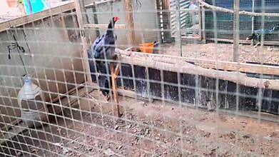 Closeup Chicken Cage Farm With Hen Rooster Broiler On Soil Morning Light Outdoor