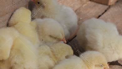 Young chickens