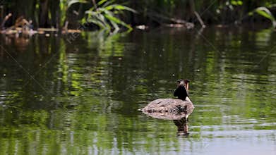 A solitary waterbird glides peacefully among lily pads on a calm pond, surrounded by reflections