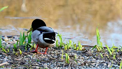 One Mallard Duck Preening and Resting by the Lakeside at Sunset