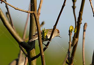 A beautiful female eurasian blackcap (Sylvia atricapilla) perching on a tree on sunny day