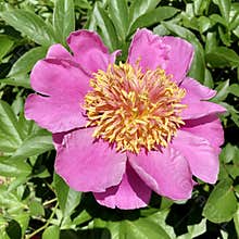 Fully Open Pink Peony