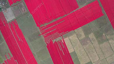 Aerial view of Hundreds of meters of newly dyed, bright red cotton are rolled out to dry in the sun in Narsingdi, Bangladesh.