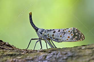 Insect Foraging