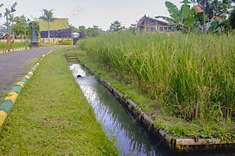 Serene Rice Paddy Landscape: Tranquil Irrigation Ditch & Lush Green Field