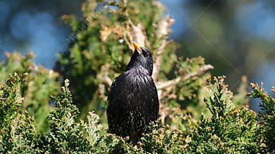 Starlings are small to medium-sized passerine birds.