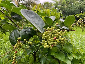 jungle fruit (Antidesma ghaesembilla) Fruits coming in the rainy season