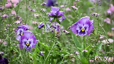 Violets and the tenderness of summer