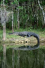 Large Alligator at rest on riverbank