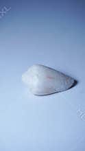 Beautiful white empty clam shells