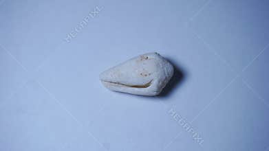 Beautiful white empty clam shells