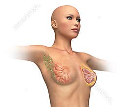 Woman torse with breast cutaway, cross section.