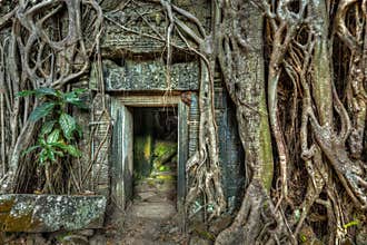 Ancient stone door and tree roots, Ta Prohm temple, Angkor, Camb