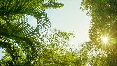 View of the sky from the jungle