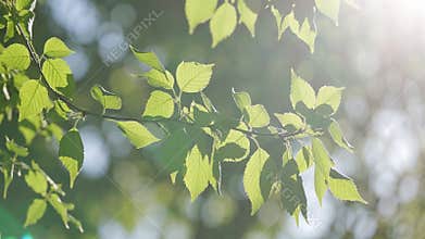 Sunlight filtering through fresh green leaves on a branch creates a vibrant and refreshing scene, showcasing the beauty of nature