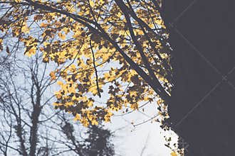 Artistic filter of tree with fall leaves against a blue sky