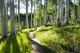 Beautiful Mountain Hiking Trail Through Aspen Trees of Vail Colorado