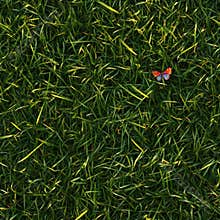 Top view photo of grass with a small colorful butterfly resting, seamless texture