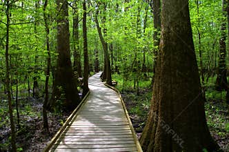 Magic Forest