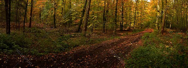 Autumn
