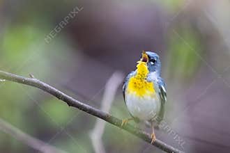 A Northern Parula Singing