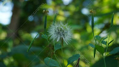 Dandelion flowers that have bloomed are white